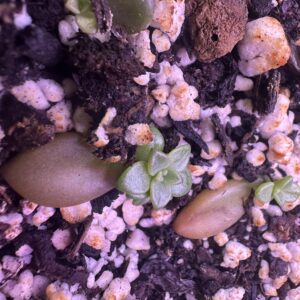 Echeveria Baby Propagation – Early Stage