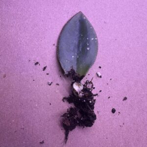 Rooted Echeveria Propagation – Unpotted