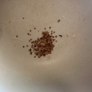 Oklahoma Grown Kale Seeds – Approx. 100+ Seeds