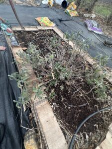 Old sage plant in garden bed before cutting