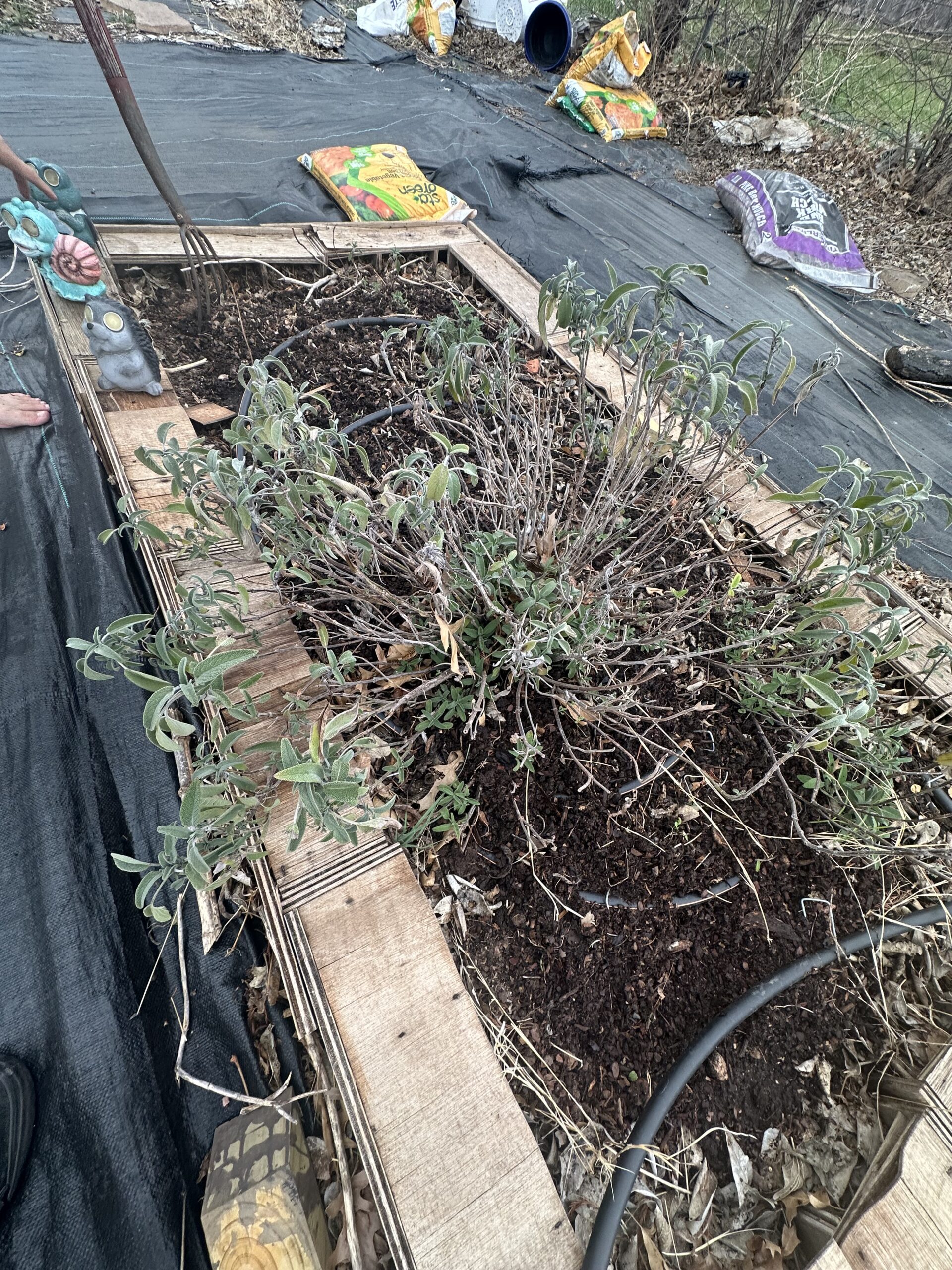 Old sage plant in garden bed before cutting