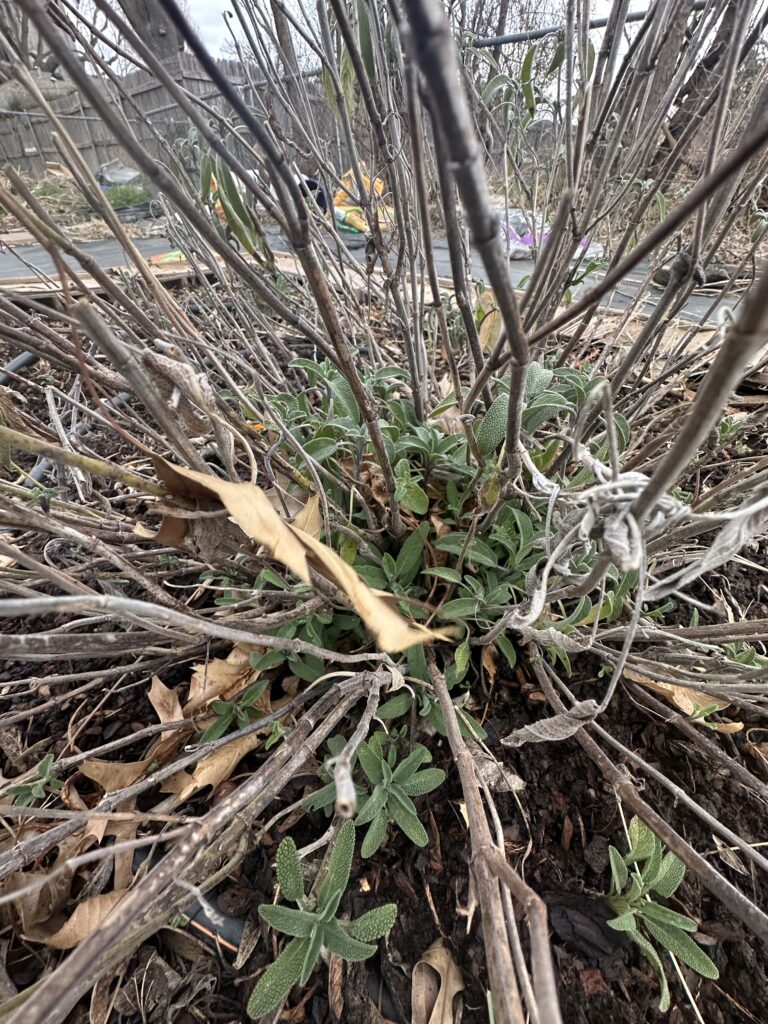 Close-up of sage plant showing new growth