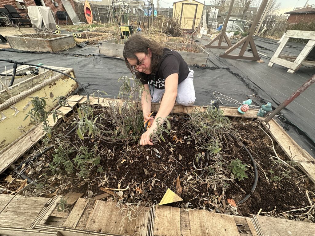 Person cutting back sage in garden