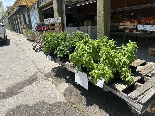 Potted basil plants outside Pinata Store with an open sign and produce displays near the entrance