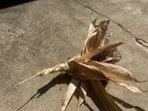 Harvested dried corn ear with husks pulled back on concrete.