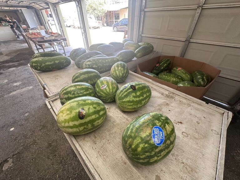 Watermelons displayed on wooden tables inside the Piñata Store produce market.