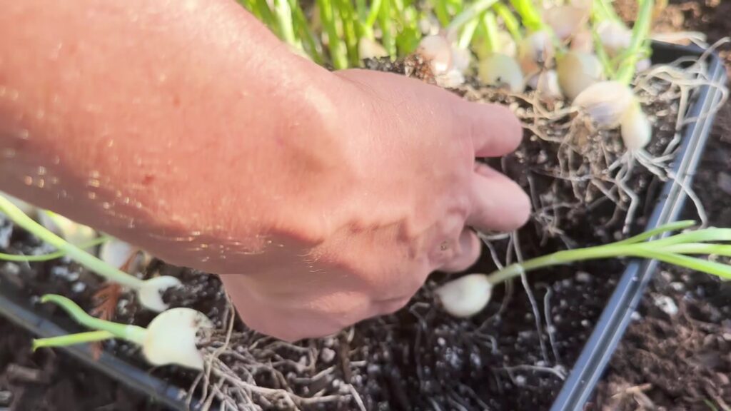 Lance lifts a dense network of garlic roots from a starting tray.