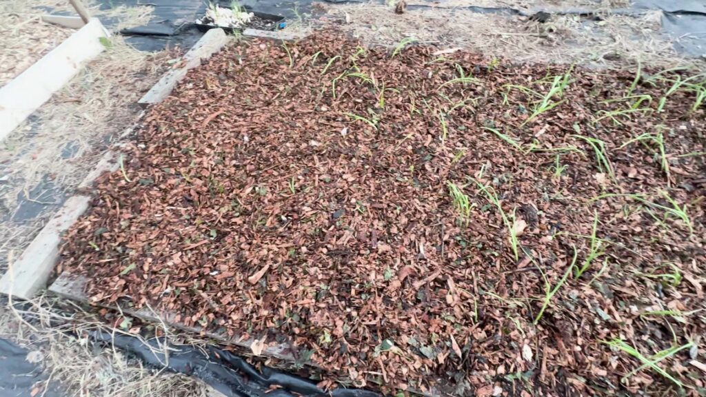 Fresh wood-chip mulch covers the soil around newly planted garlic shoots.
