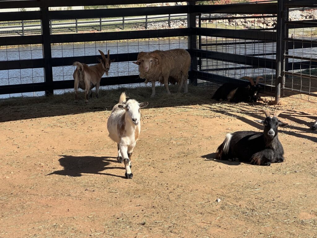 Goats and sheep inside the petting zoo area at Cowboy Travel Plaza in Oklahoma