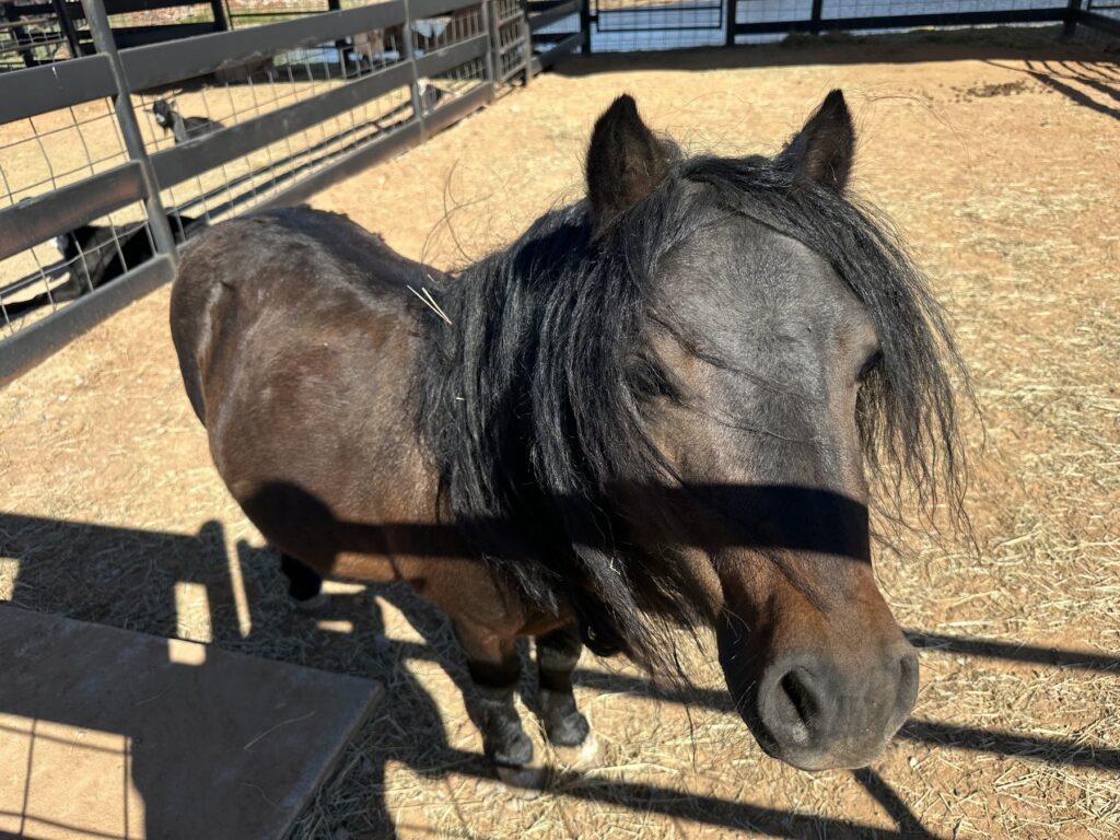 Small horse standing close to the fence in the Cowboy Travel Plaza petting zoo