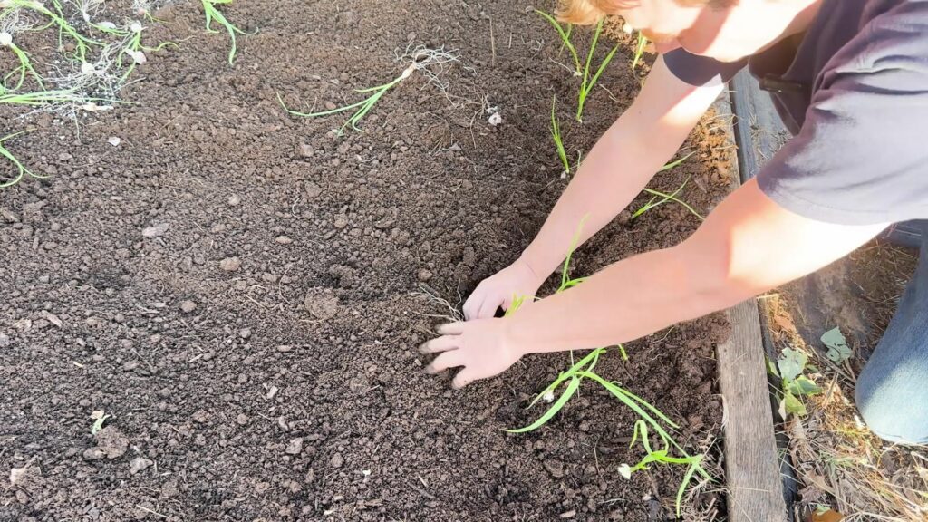 Lance places individual garlic starts into the prepared garden bed.