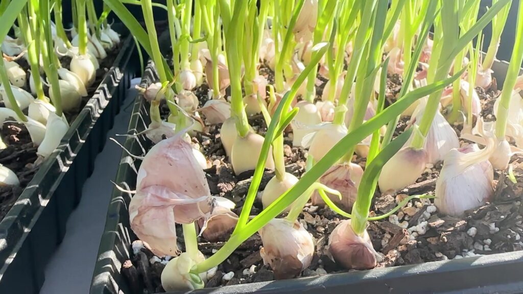 A close look at sprouted garlic cloves growing in a tray.